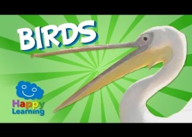 Birds | Educational Video for Kids | Recurso educativo 766085
