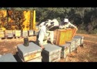 La recolección de la miel | Recurso educativo 769653