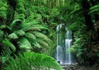 Bosque tropical chuvioso | Recurso educativo 769998