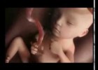 Birth process and pregnancy stages | Recurso educativo 777713