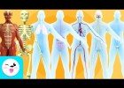 Los sistemas del cuerpo humano | Recurso educativo 785728