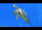 Animales marinos | Recurso educativo 787427