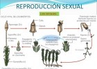 Ciclo da reprodución sexual dos musgos | Recurso educativo 788057