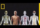 Los sistemas del cuerpo humano | Recurso educativo 788211