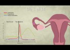 ¿Conoces cómo funciona el ciclo menstrual? | Recurso educativo 788350