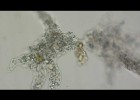 Reproducción ameba | Recurso educativo 788585