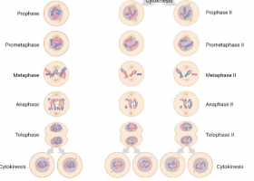 Comparing Mitosis and Meiosis | Recurso educativo 7900911