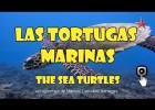 The Fascinating World of Sea Turtles: A Closer Look | Recurso educativo 7903004
