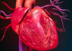 Your Heart: Powerhouse of the Body | Recurso educativo 7903250