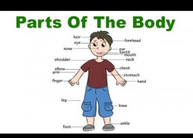 Body parts | Recurso educativo 598029