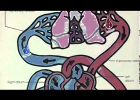 Circulatory System Song | Recurso educativo 723837