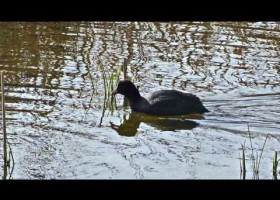 AVES DE DOÑANA | Recurso educativo 738142