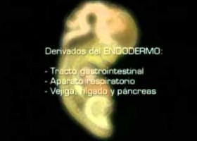 Organogénesis | Recurso educativo 752952