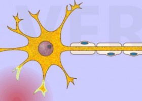 Impuls nerviós | Recurso educativo 777626